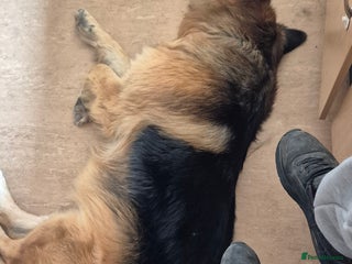 German Shepherd dogs for sale: German shepherd - Advert 1
