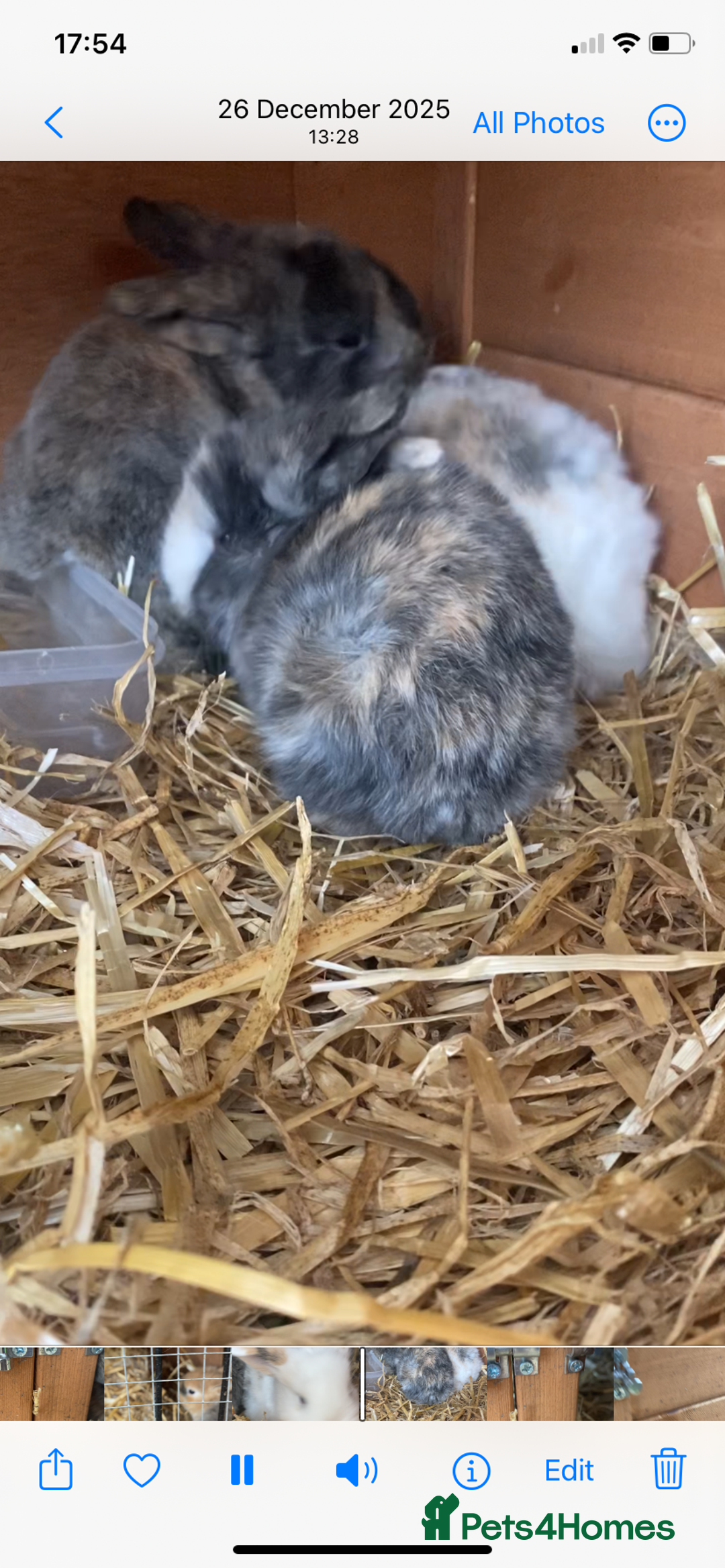 English Lop rabbits for sale: Baby bunnies - Advert 5