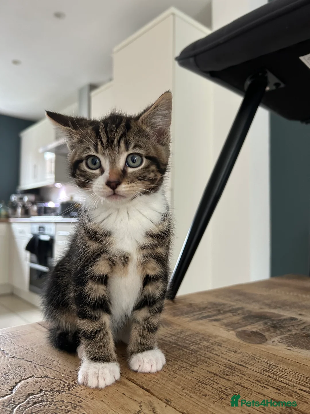 Mixed Breed cats for sale: Black/white and tabby kittens for sale.  - Advert 3