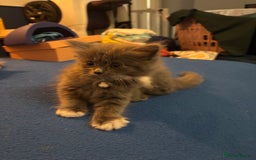 British Longhair cats for sale: Grey male kitten for sale  - Image 3