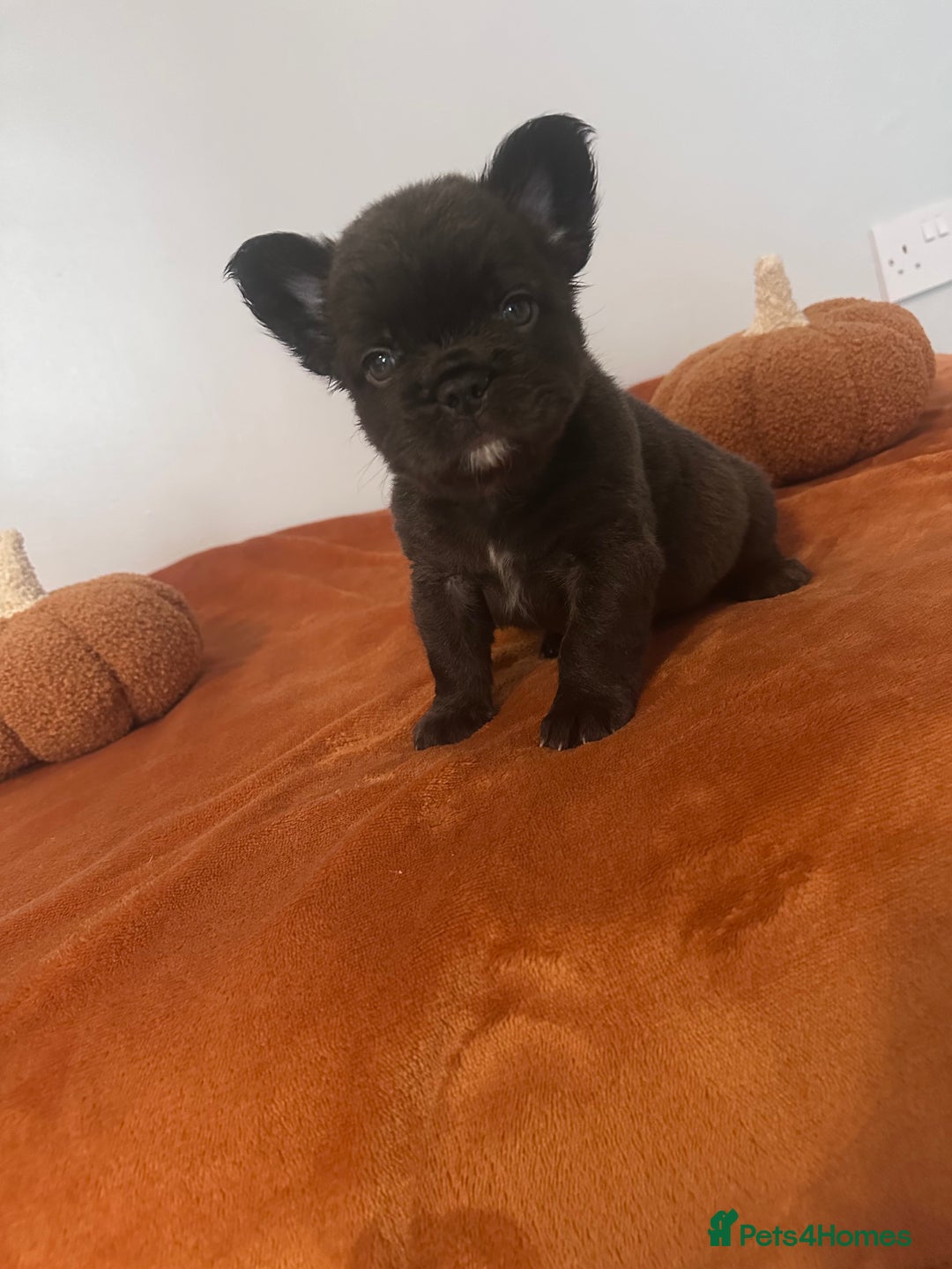 French Bulldog dogs for sale: Fluffy FrenchBulldogs - Image 11