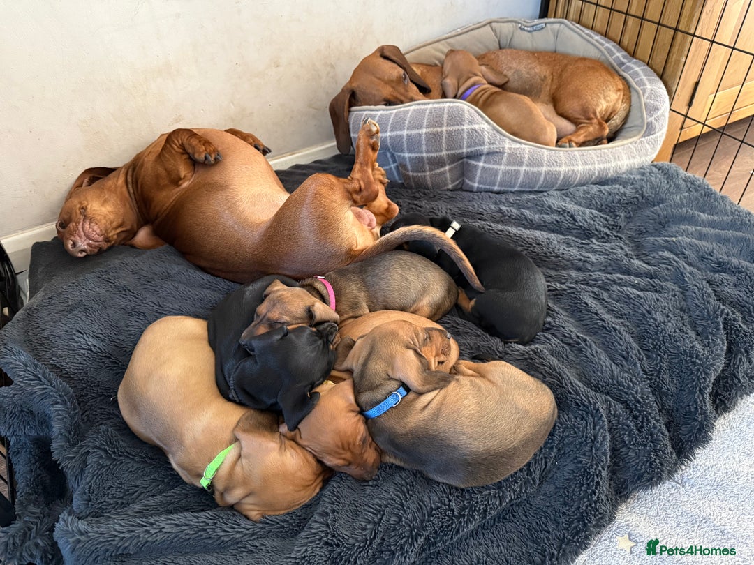 Dachshund dogs for sale: Standard dachshund puppies in Crawley - Image 4