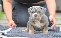 Olde English Bulldogge dogs for stud: NEBBR REGISTERED OLDE ENGLISH BULLDOGGE STUD in Worcester - Image 19