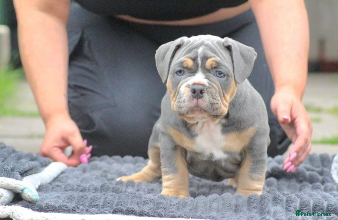 Olde English Bulldogge dogs for stud: NEBBR REGISTERED OLDE ENGLISH BULLDOGGE STUD in Worcester - Image 19