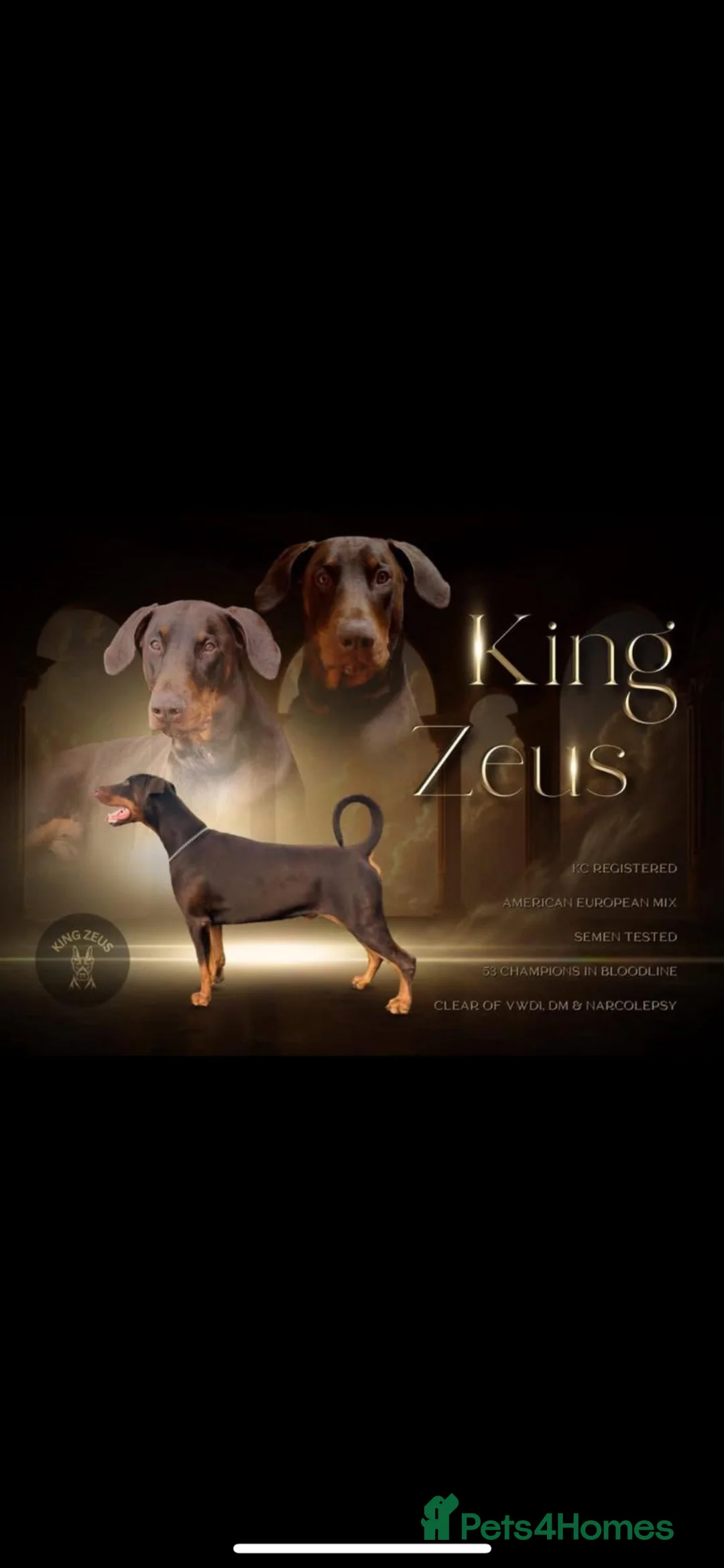 Dobermann dogs for sale: KC Dobermann pups  - Advert 15