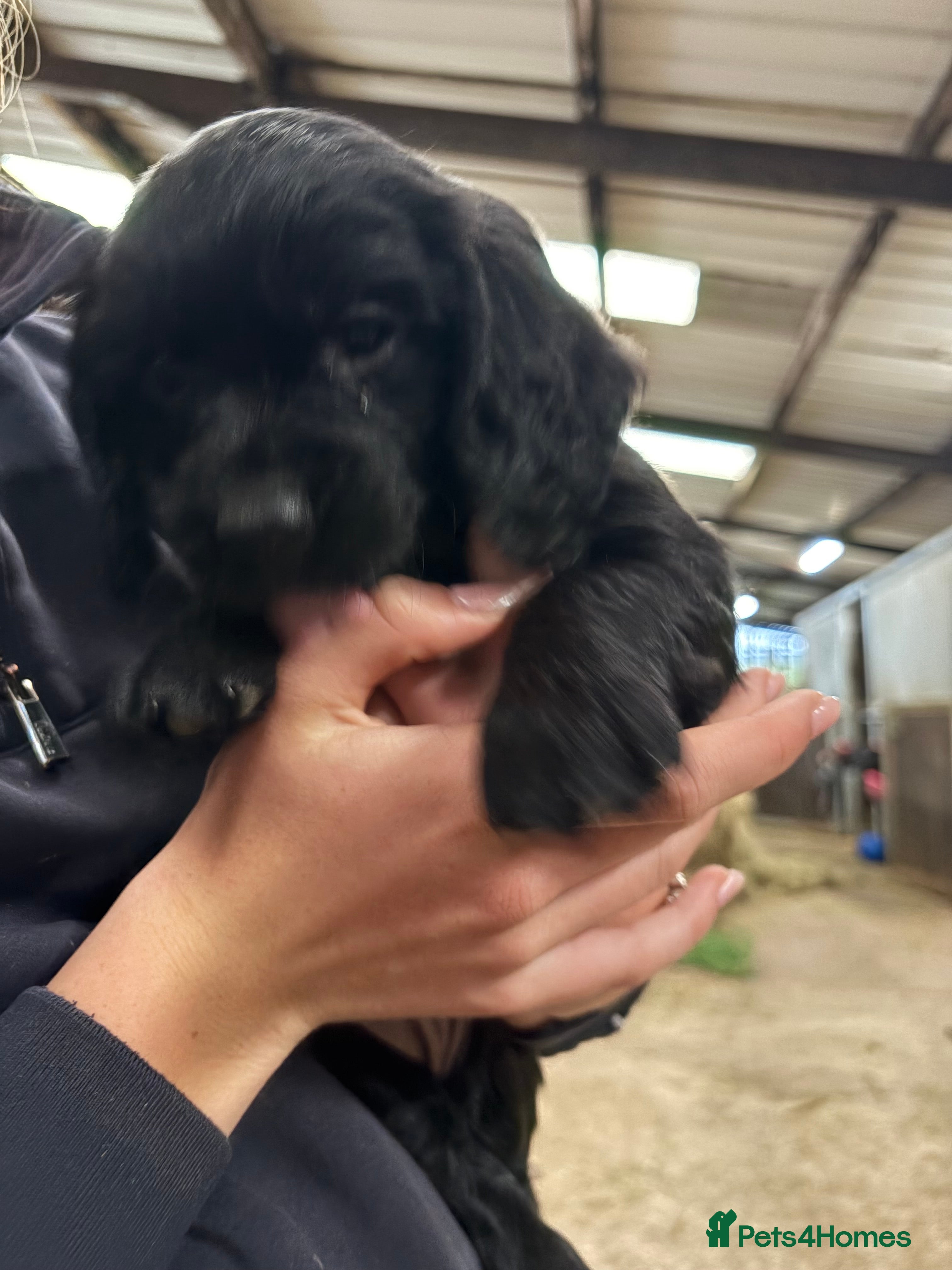 Sprocker dogs Gorgeous Black Sprocker puppies - Advert 2