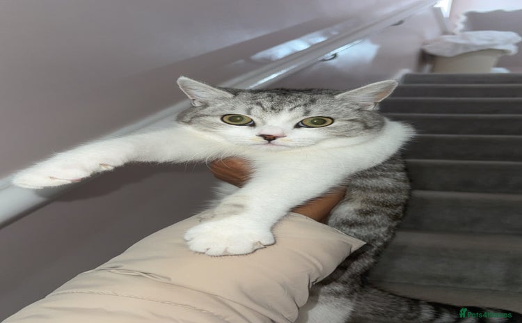 Scottish Fold cats - Advert 16