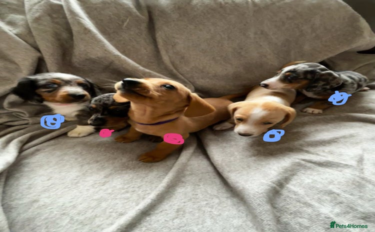 Miniature Dachshund dogs - Advert 2
