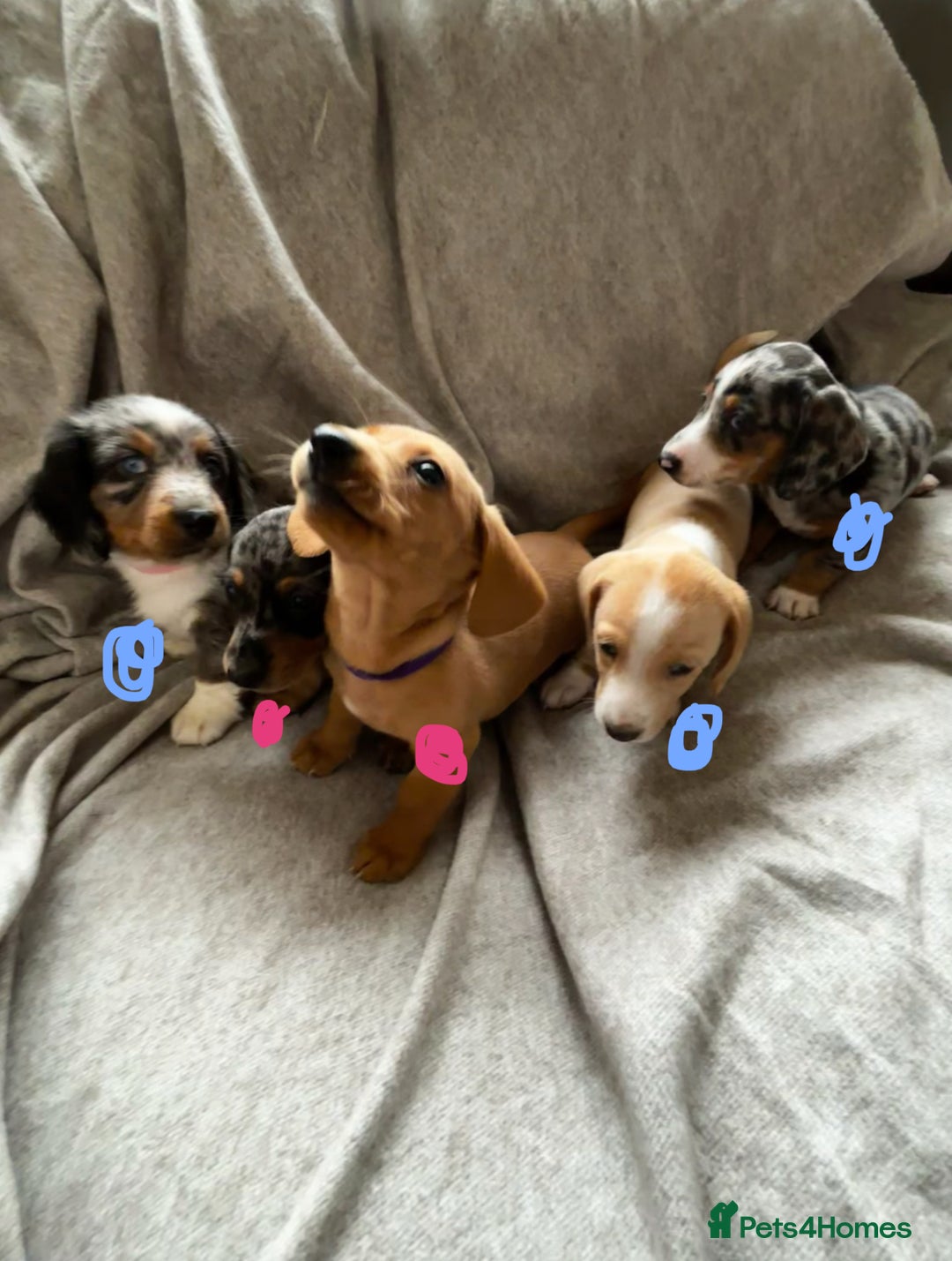 Miniature Dachshund dogs for sale: 5 beautiful miniature dachshunds for sale - Image 1