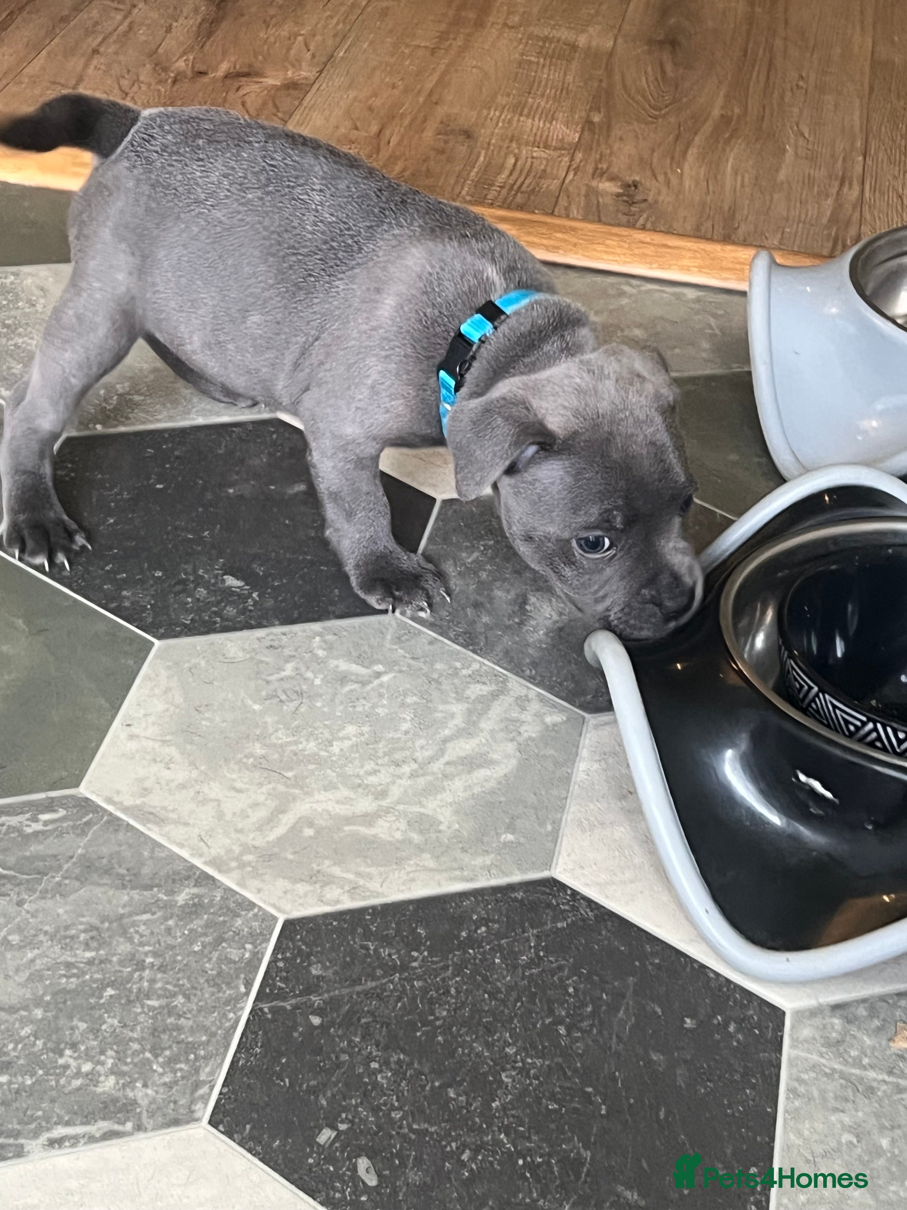 Staffordshire Bull Terrier dogs K. C registered blue Staffordshire puppies - Advert 2