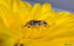 Spiders invertebrates for sale: Phidippus regius Apalachicola  - Image 8