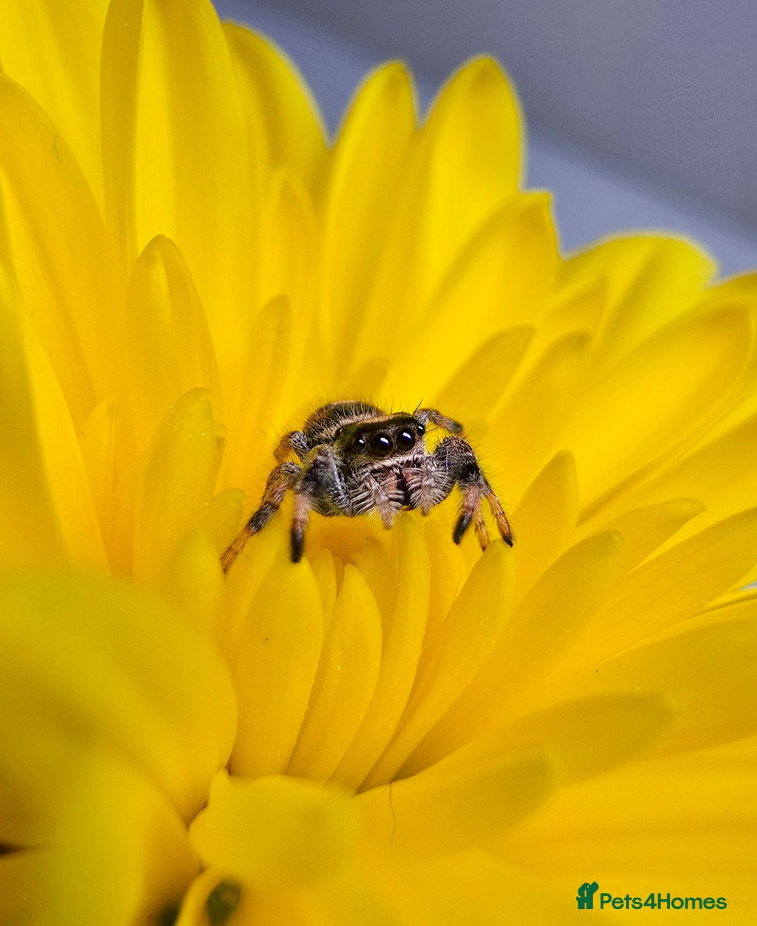 Spiders invertebrates for sale: Phidippus regius Apalachicola  - Image 8