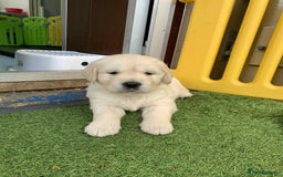 Golden Retriever dogs for sale: Gorgeous KC reg Golden Retriever Puppies - Image 21