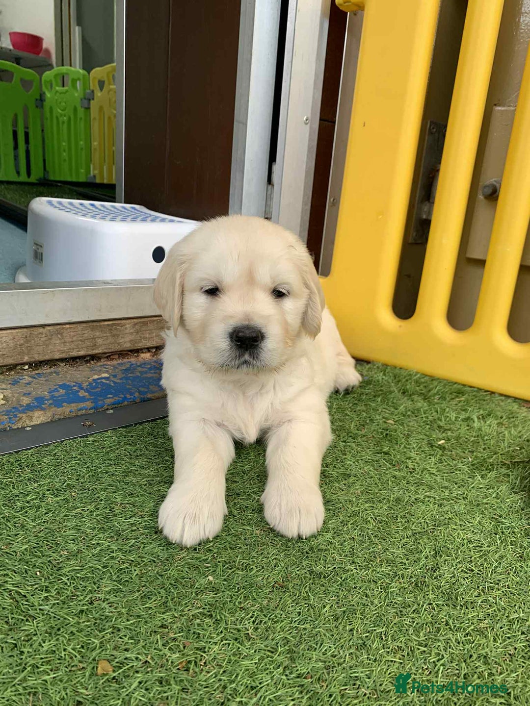 Golden Retriever dogs for sale: Gorgeous KC reg Golden Retriever Puppies - Image 21