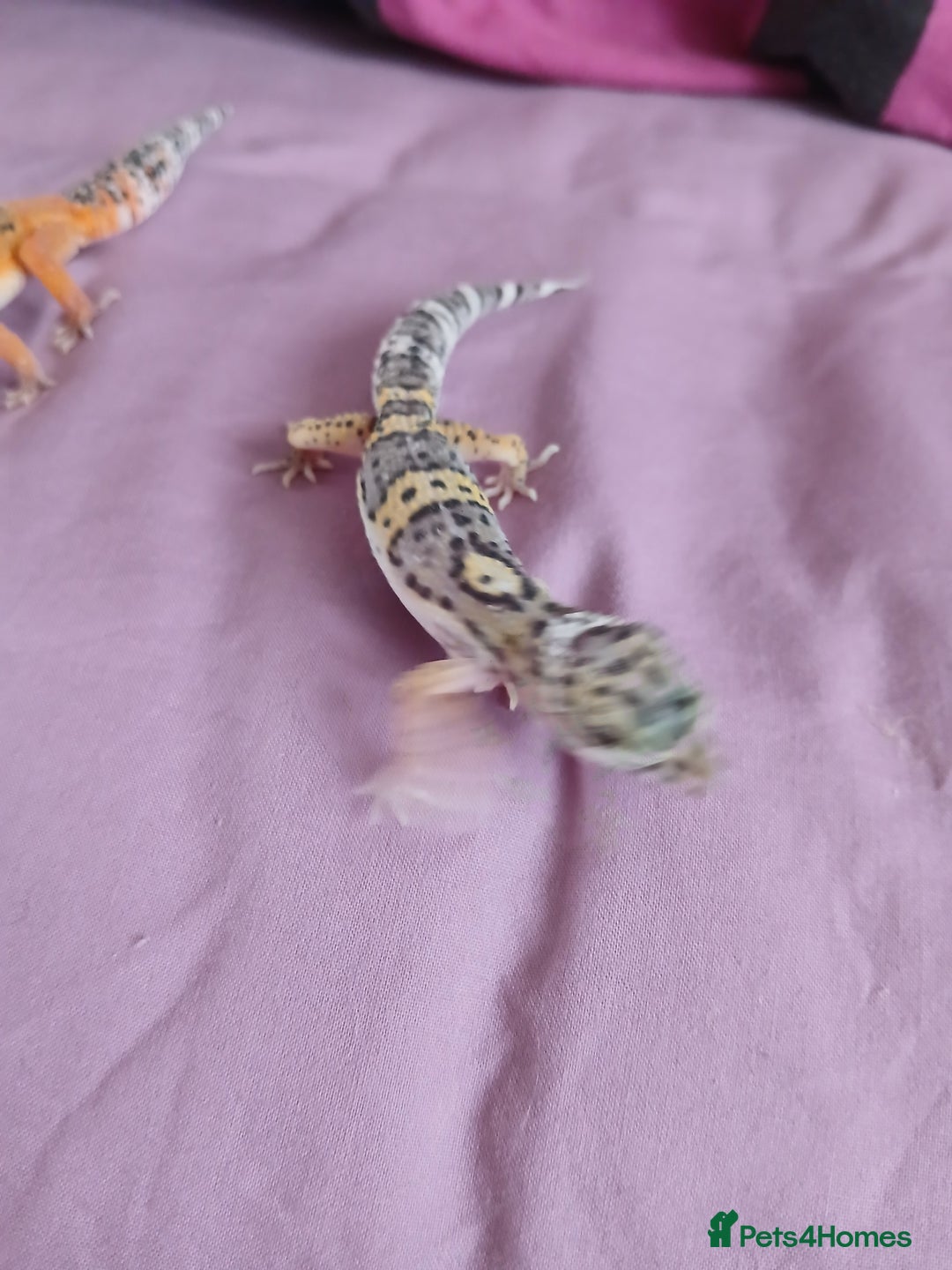 Leopard Gecko reptiles for sale: Baby's leopard geckos  in Rochester - Image 12