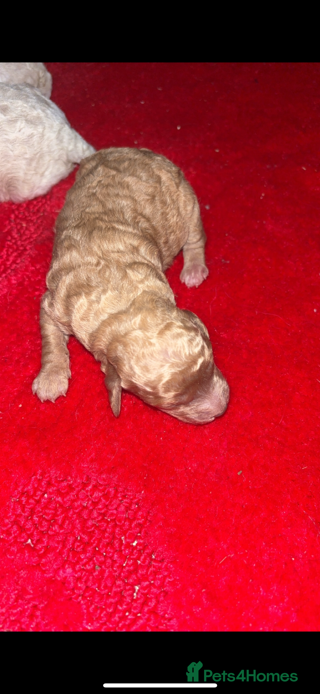 Miniature Poodle dogs for sale: Poodle puppies - Advert 6