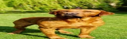 Labrador Retriever dogs for sale: Stunning fox red Labrador pups 🐶  in Rotherham - Advert 7