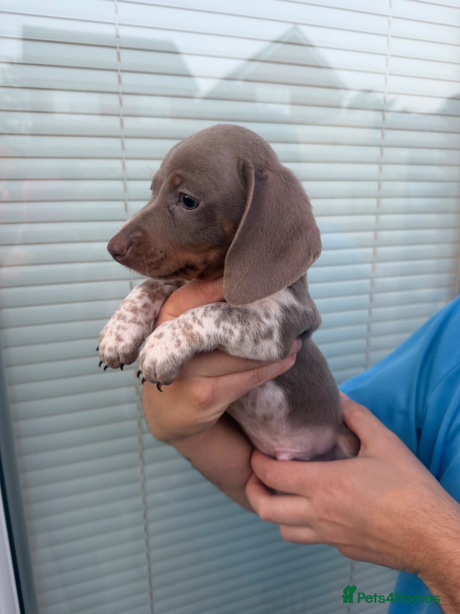 Dachshund dogs Dachshund Isabella piebald boy 💙 - Advert 5