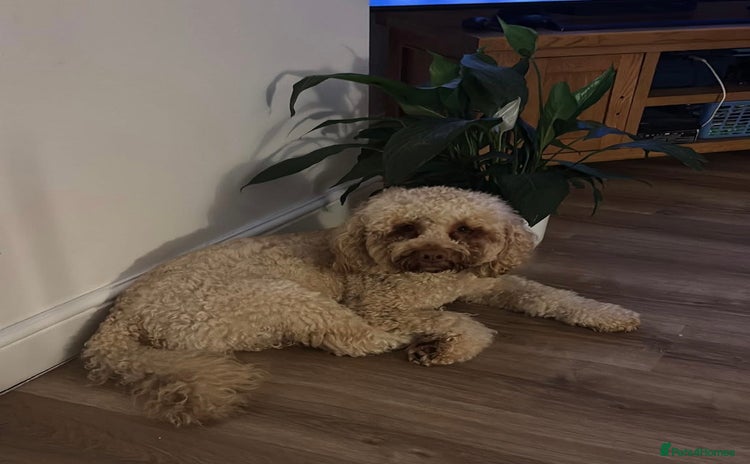 Cockapoo dogs - Advert 3