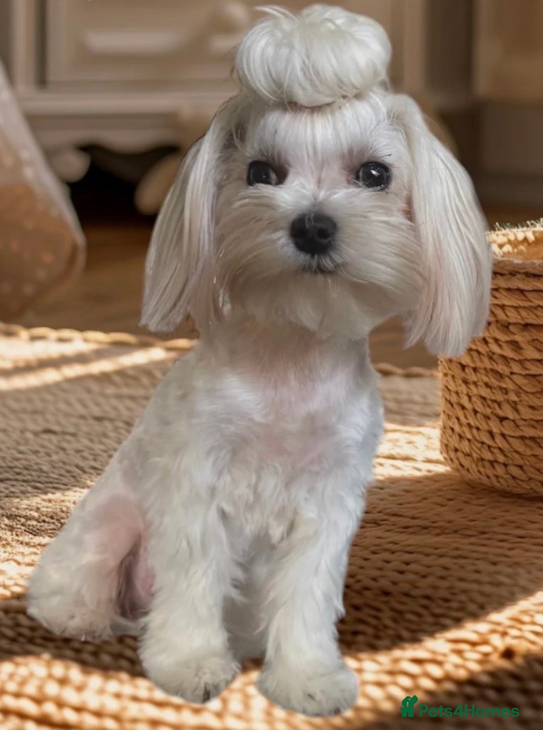 Maltipoo dogs for sale: Small Maltipoo puppy’s - Advert 18