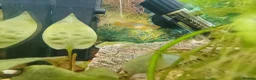 Platies fish for sale: Platy fry  - Advert 4