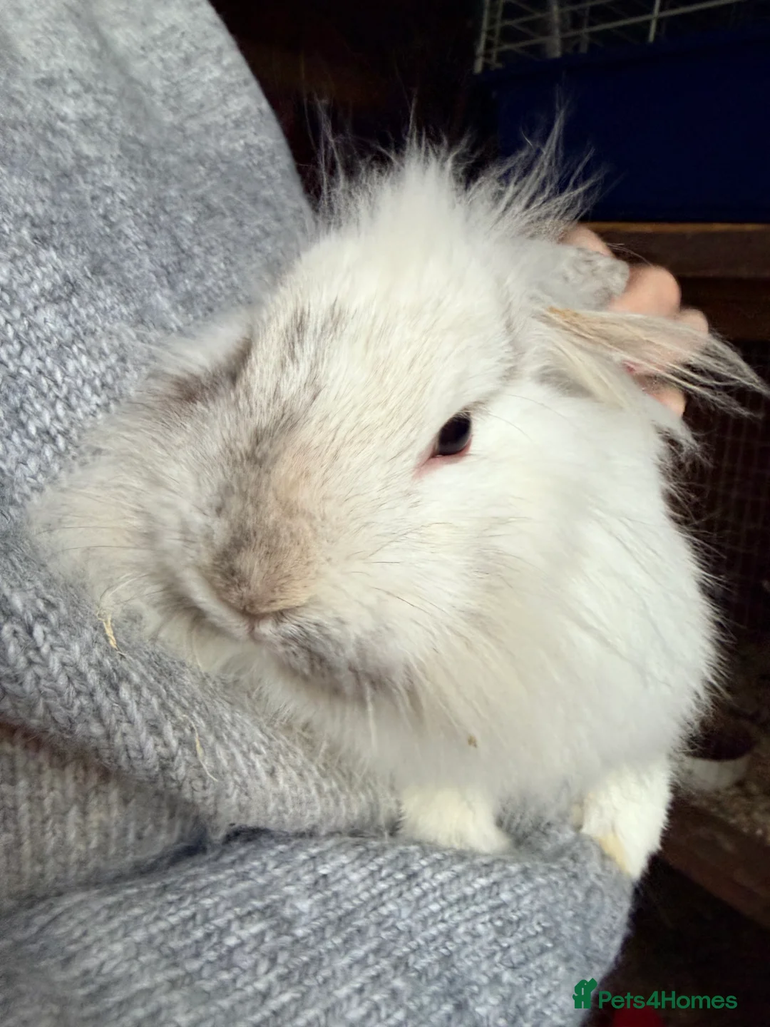 Lionhead rabbits for sale: Lionheads Bucks  - Advert 4