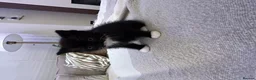Mixed Breed cats for sale: mixed breed tuxedo kittens - 1 male and female - Advert 11
