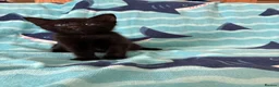 Mixed Breed cats for sale: Kittens, black and white - Advert 30