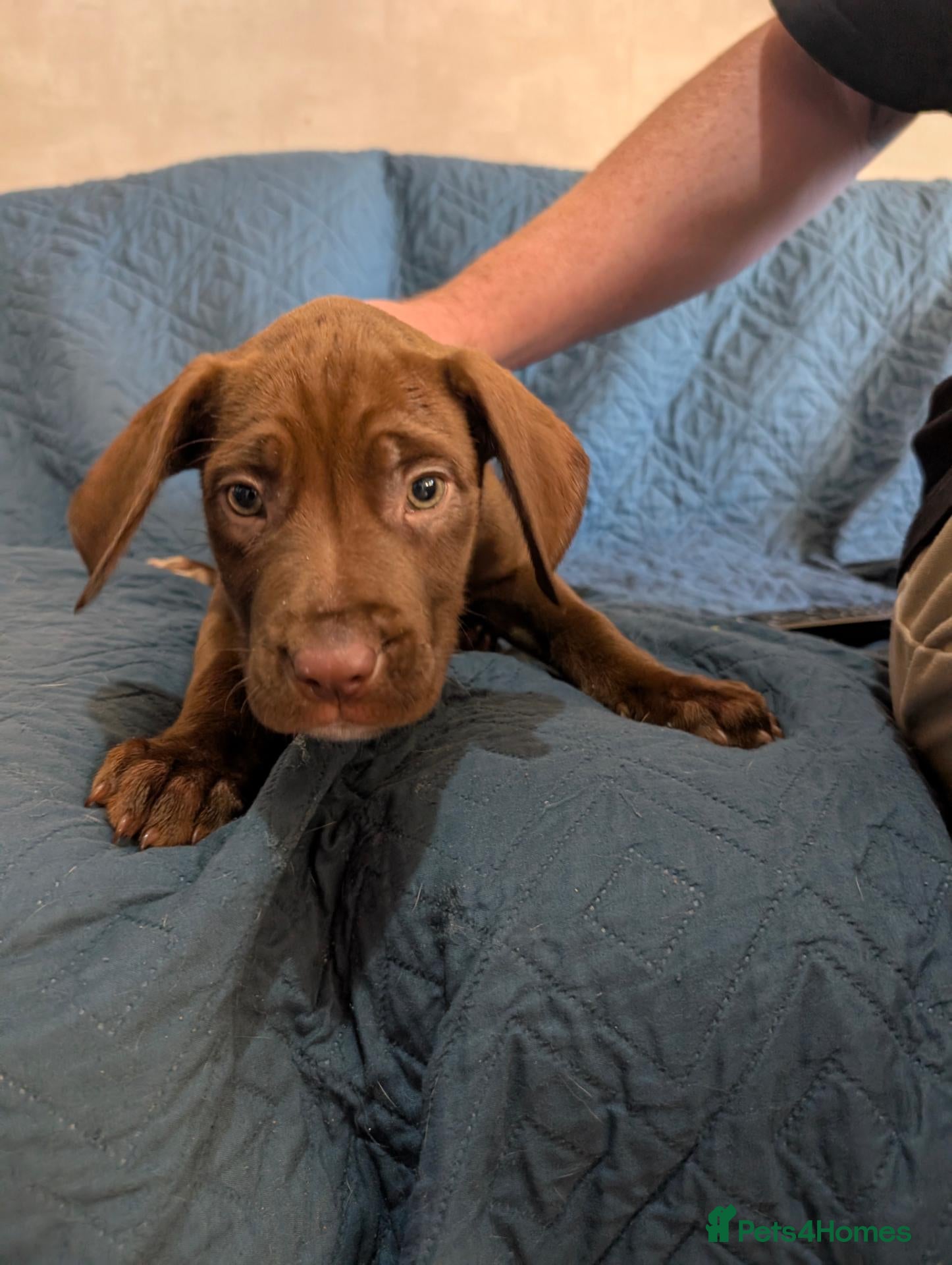 Mixed Breed dogs Douge de Bordeaux mix puppies( black boys £500) - Advert 1