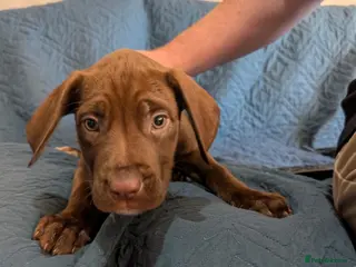 Mixed Breed dogs Douge de Bordeaux mix puppies( black boys £500) - Advert 1