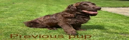 Cocker Spaniel dogs for sale: Stunning cocker pups excellent health testing  - Advert 13
