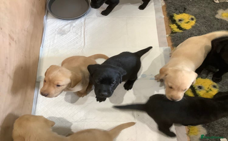 Labrador Retriever dogs - Advert 4