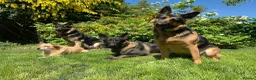 German Shepherd dogs for sale: Straight Back w/line German Shepherd puppies - Advert 12
