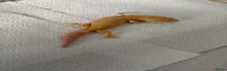 Leopard Gecko reptiles for sale: Male Leopard geckos  - Advert 9