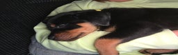 Rottweiler dogs for sale: Indie & dozer puppies  - Advert 11