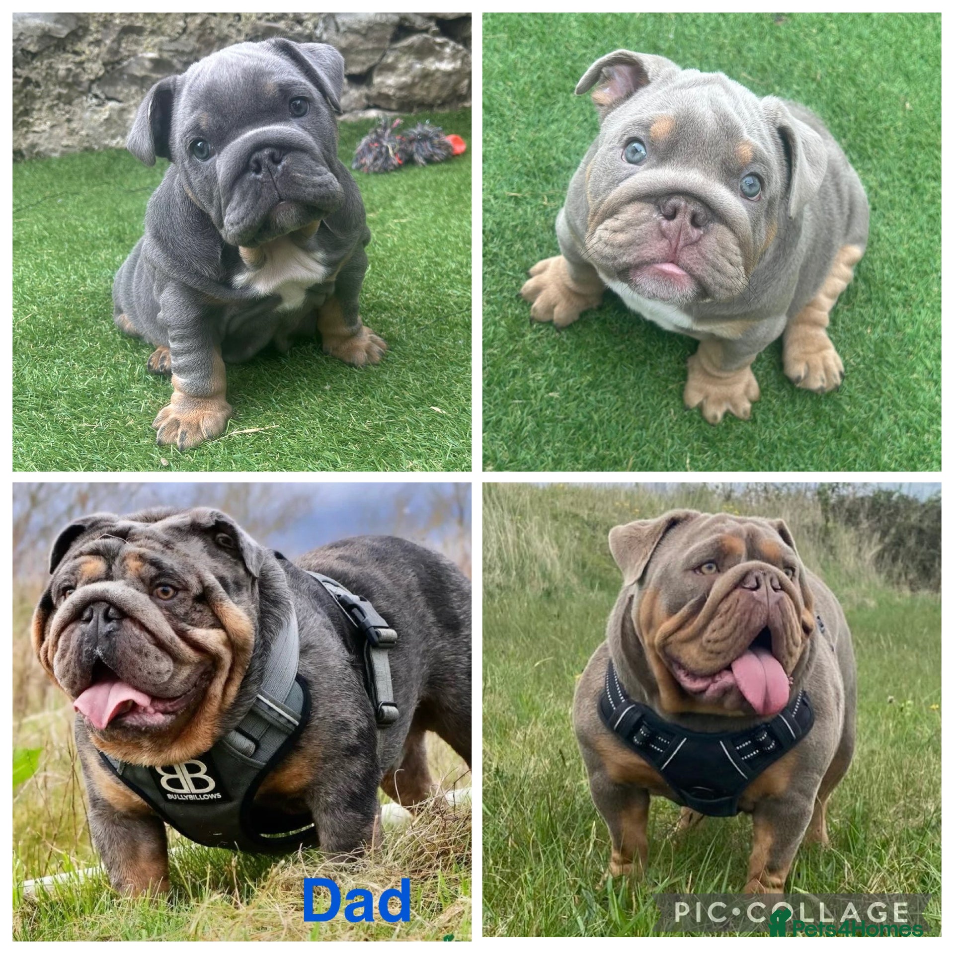 English Bulldog dogs 1 boy and 1 girl left ❤️💙 - Advert 7