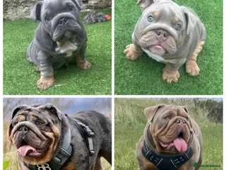 English Bulldog dogs 1 boy and 1 girl left ❤️💙 - Advert 7
