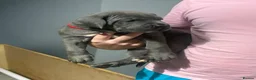 Cane Corso dogs for sale: Cane corso pups in Johnstone - Advert 3