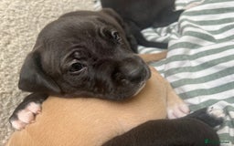 Staffordshire Bull Terrier dogs for sale: Beautiful mixstaffy looking for a forever home - Image 4