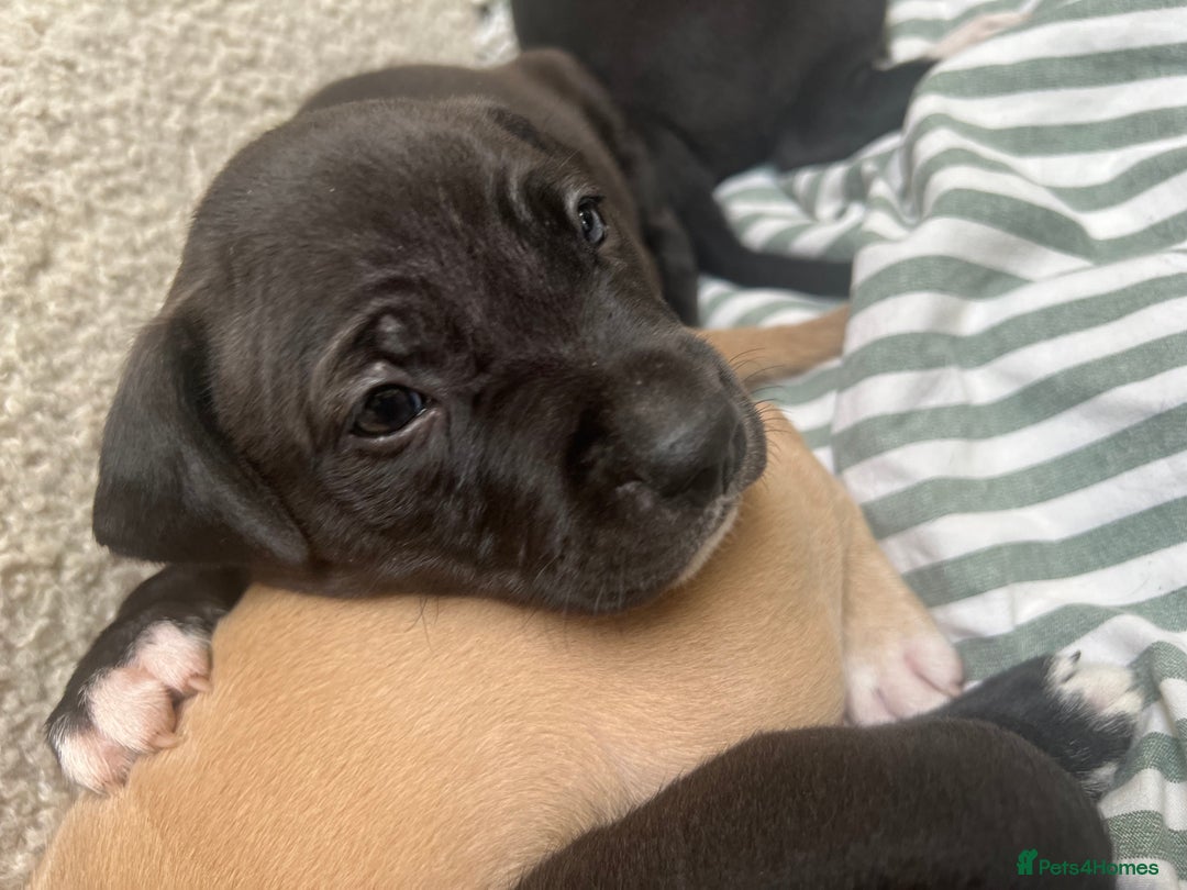 Staffordshire Bull Terrier dogs for sale: Beautiful mixstaffy looking for a forever home - Image 4