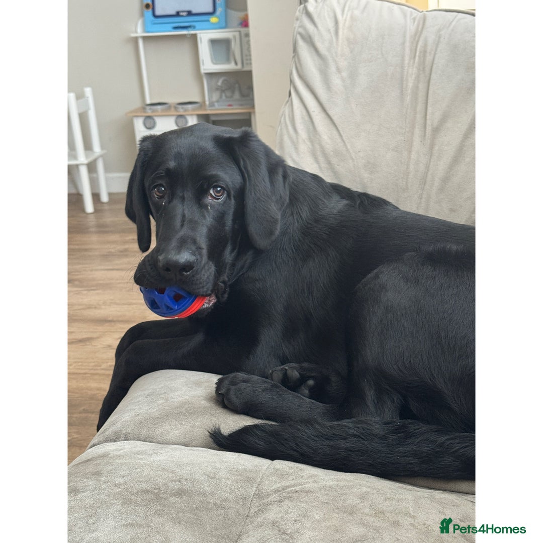 Labrador Retriever dogs for sale: 6 month old Labrador retriever - Advert 3