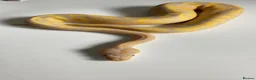 Python Snake reptiles for sale: Candy-Leo-66% het Pied Female - Advert 8
