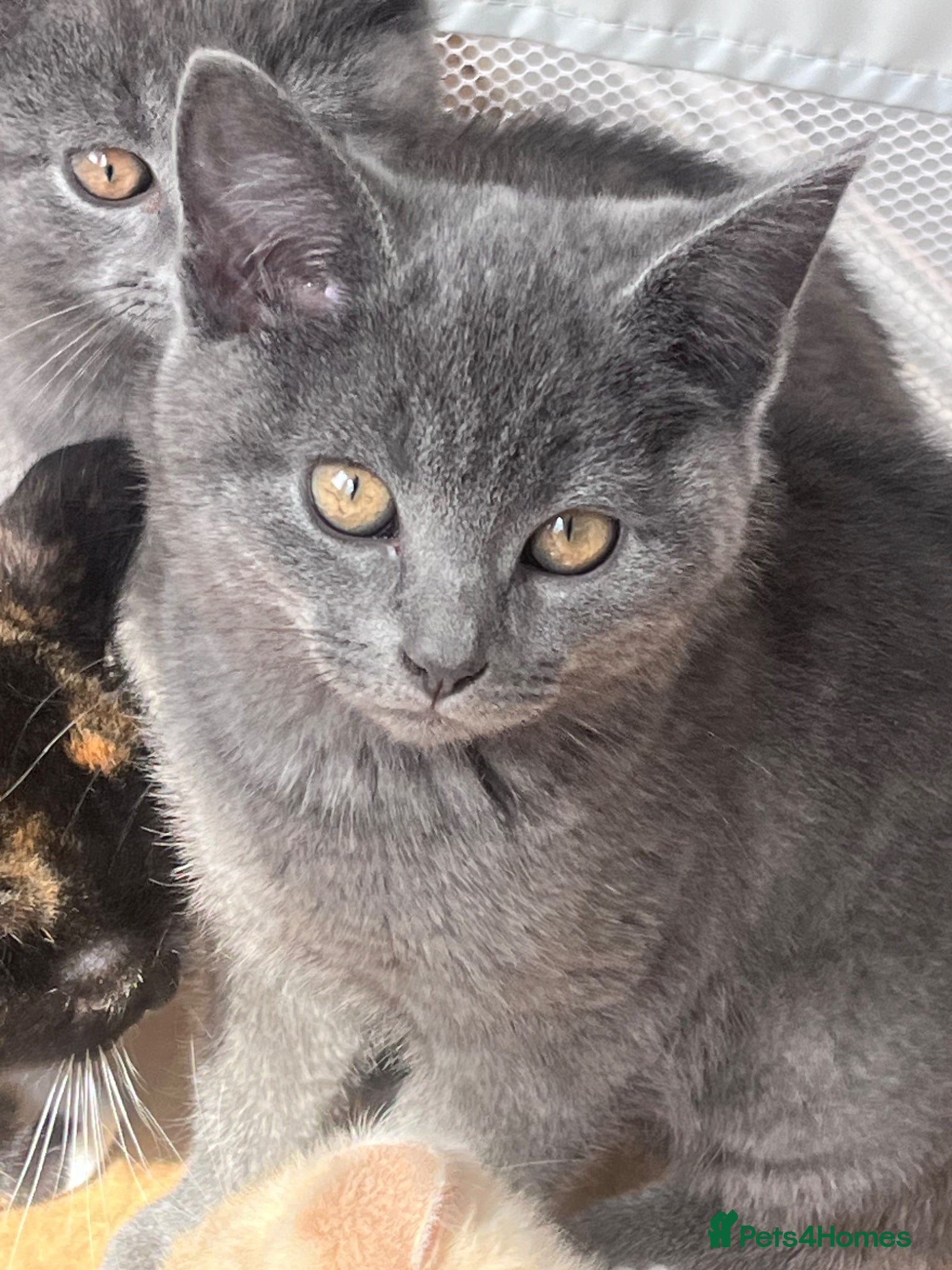 British Shorthair cats 1/4 British shorthair kittens  - Advert 2