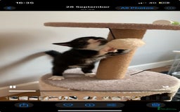 Mixed Breed cats for sale: Fluffy,bengal mixed,energetic kittens - Image 7