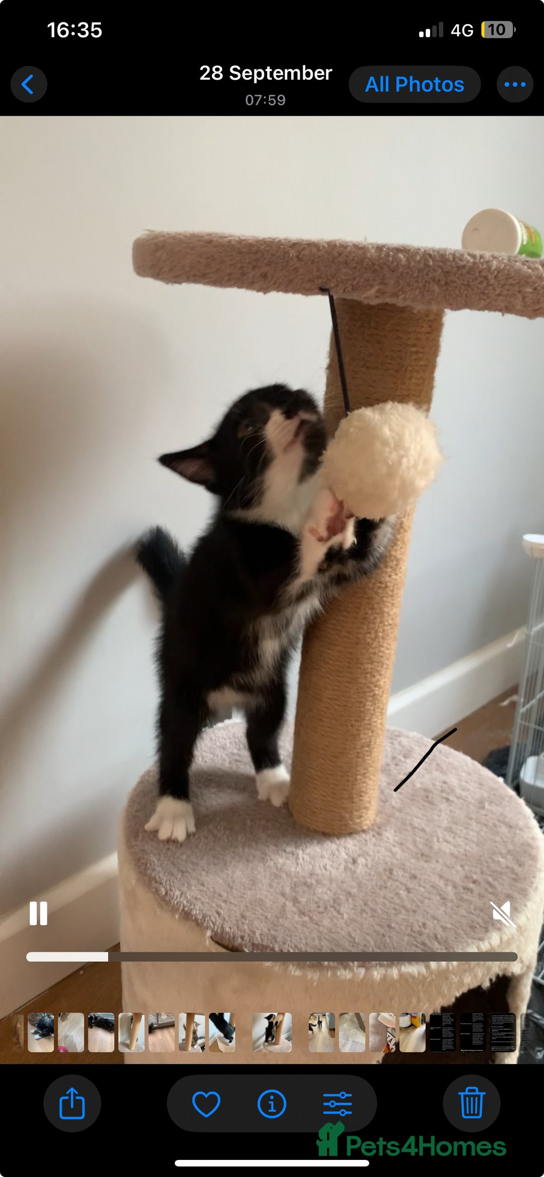 Mixed Breed cats for sale: Fluffy,bengal mixed,energetic kittens - Image 7