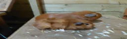 Guinea Pig rodents for sale: Baby guinea-pigs  - Advert 9