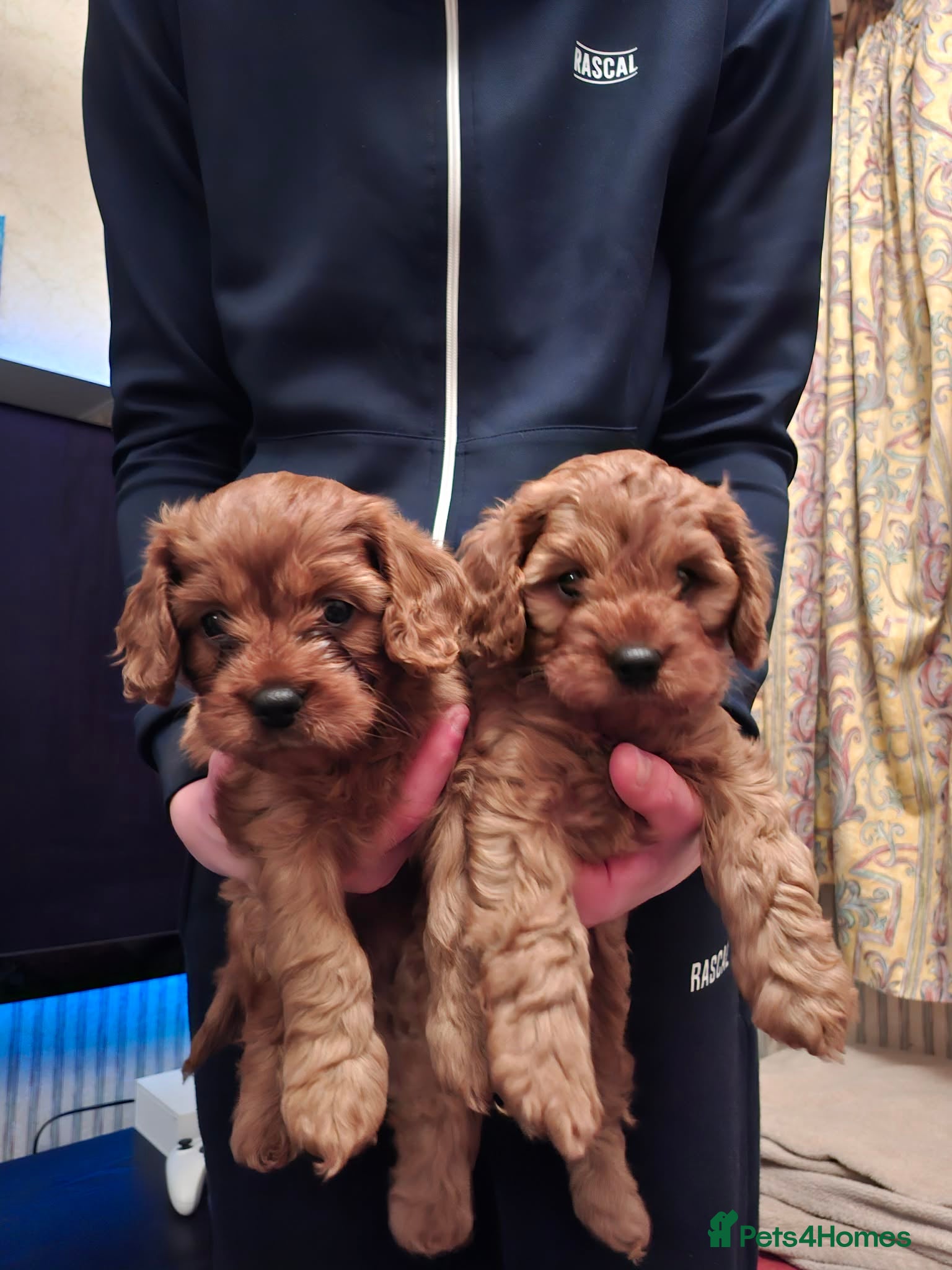 Cavapoo dogs  Cavapoo  - Advert 3