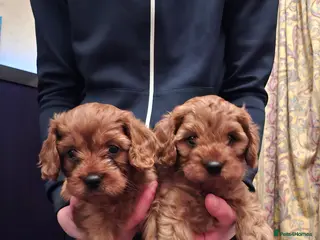 Cavapoo dogs Cavapoo - Advert 5