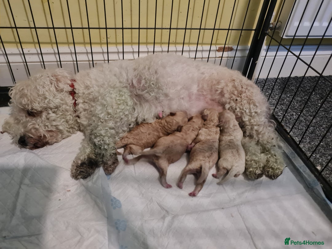 Poochon dogs for sale: 4 beautiful fluffy poochon puppies for sale - Advert 7