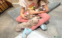 Jack Russell dogs for sale: Rare lilac and tan miniature jack russels  - Image 15